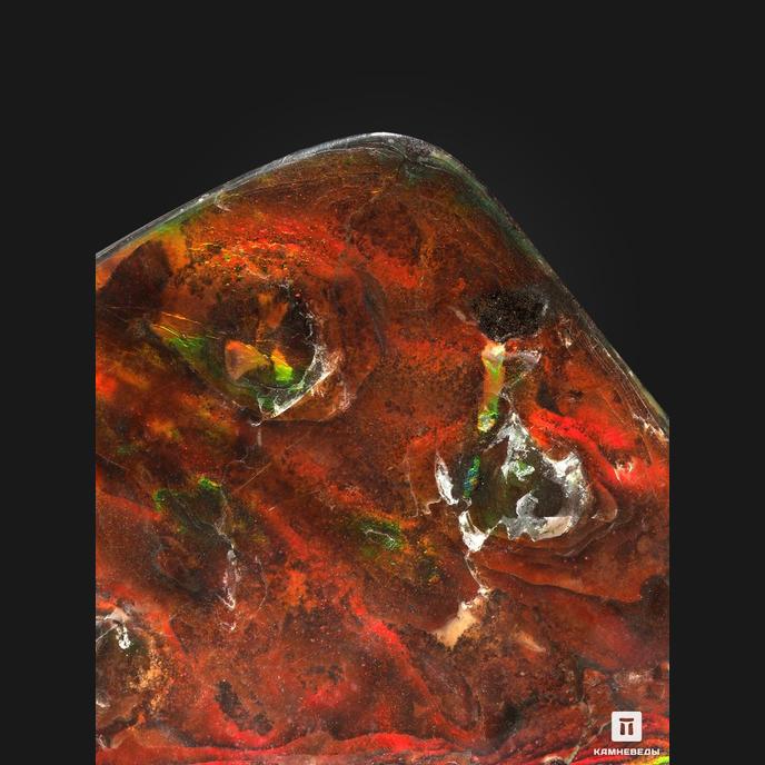 Аммолит (ископаемый перламутр аммонита), 18,2х9,2х2 см