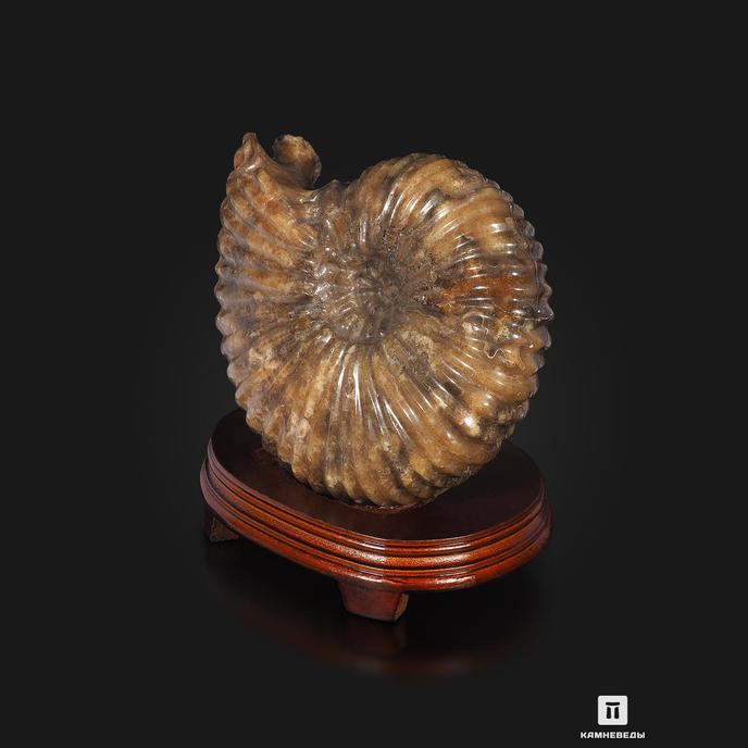 Аммонит Pleuroceras spinatum на деревянной подставке