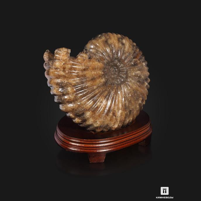 Аммонит Pleuroceras spinatum на деревянной подставке