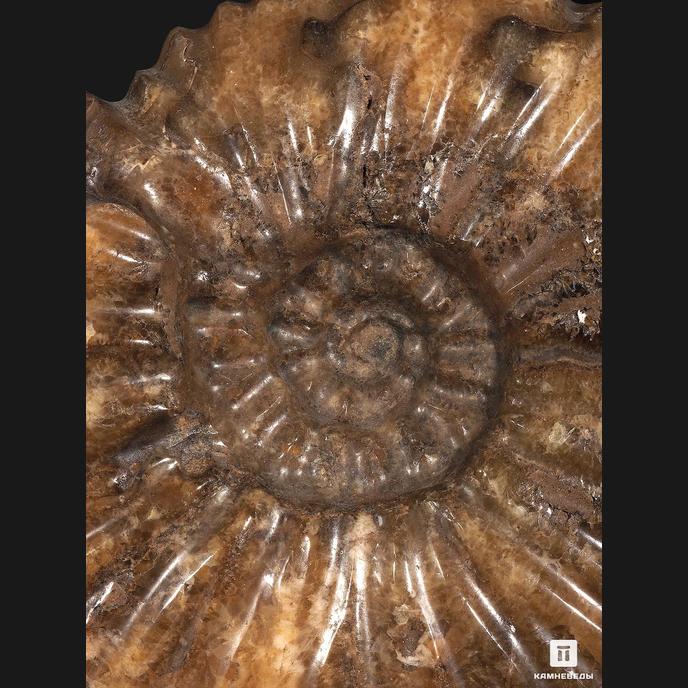 Аммонит Pleuroceras spinatum на деревянной подставке