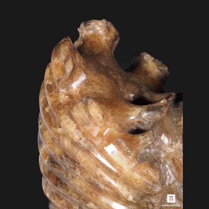 Аммонит Pleuroceras spinatum на деревянной подставке