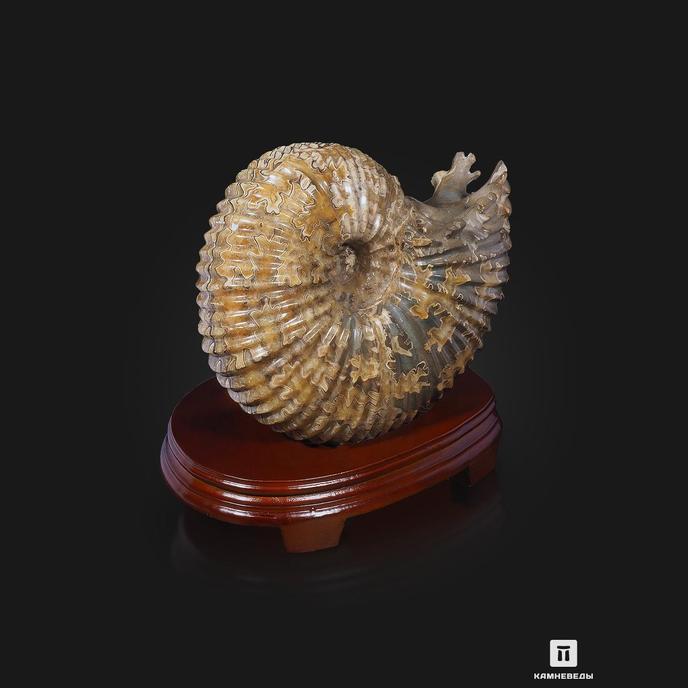Аммонит Pleuroceras spinatum на деревянной подставке