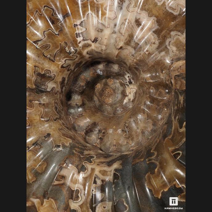 Аммонит Pleuroceras spinatum на деревянной подставке
