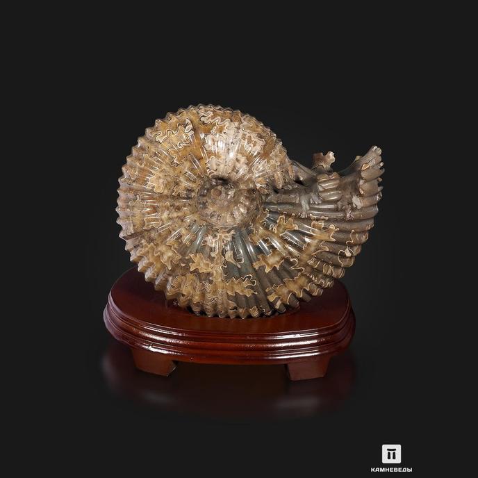 Аммонит Pleuroceras spinatum на деревянной подставке