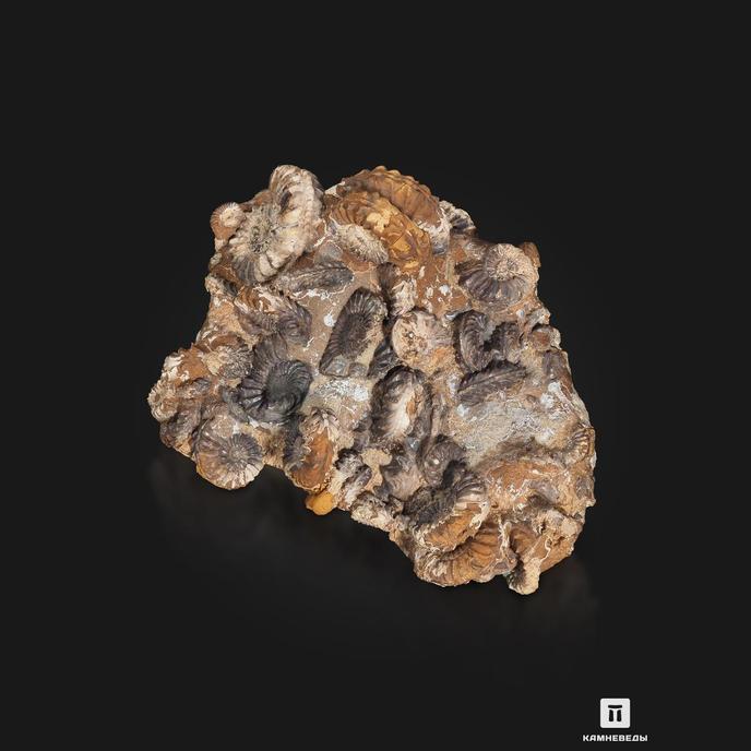 Аммониты Pleuroceras spinatum и Pleuroceras solare