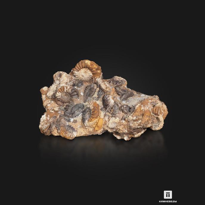 Аммониты Pleuroceras spinatum и Pleuroceras solare