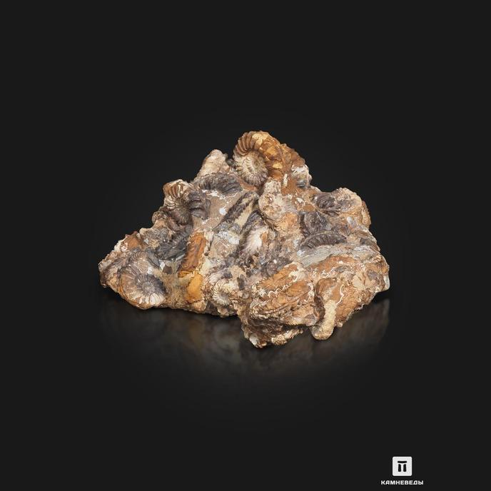 Аммониты Pleuroceras spinatum и Pleuroceras solare