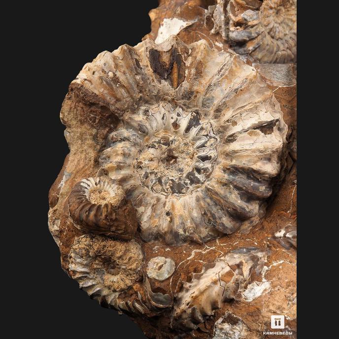Аммониты Pleuroceras spinatum и Pleuroceras solare