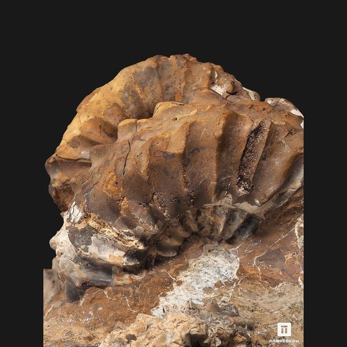 Аммониты Pleuroceras spinatum и Pleuroceras solare