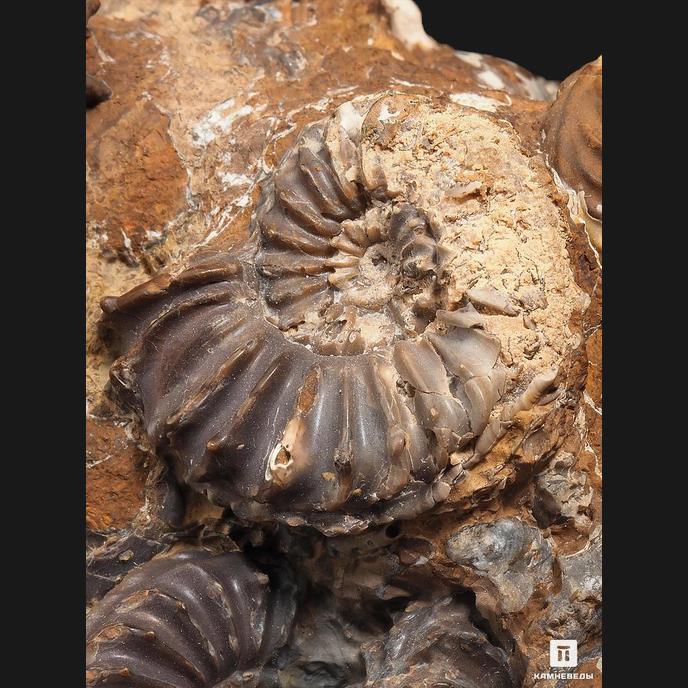 Аммониты Pleuroceras spinatum и Pleuroceras solare