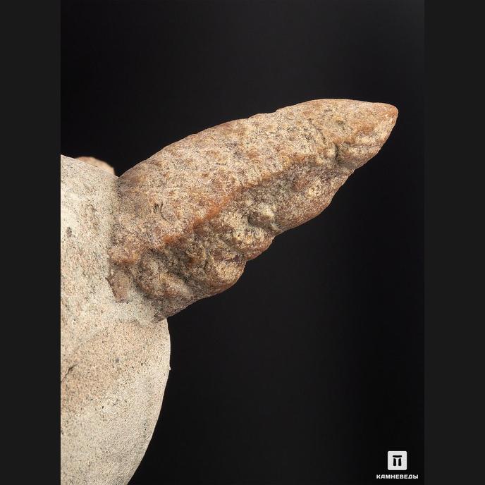 Глендонит (беломорская рогулька), 12х9,2х7,5 см
