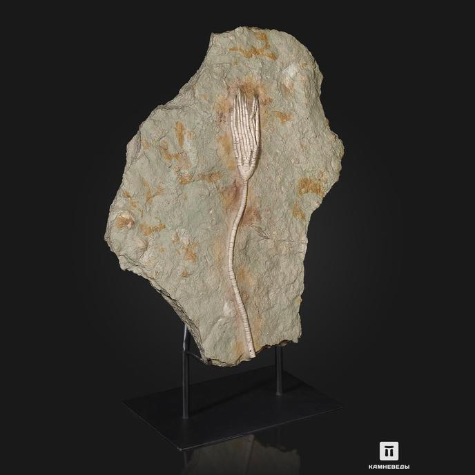 Ископаемая морская лилия Moscovicrinus sp., на подставке