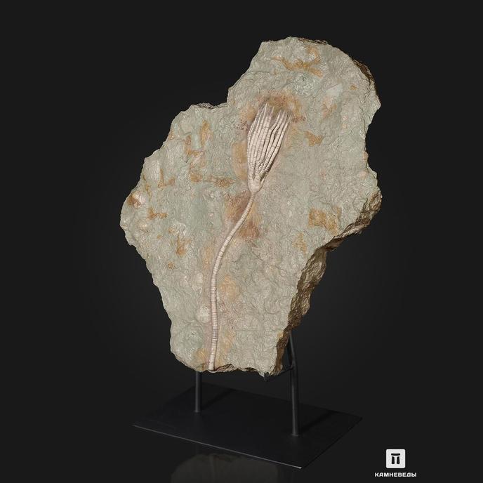 Ископаемая морская лилия Moscovicrinus sp., на подставке