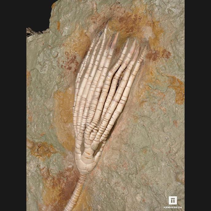 Ископаемая морская лилия Moscovicrinus sp., на подставке