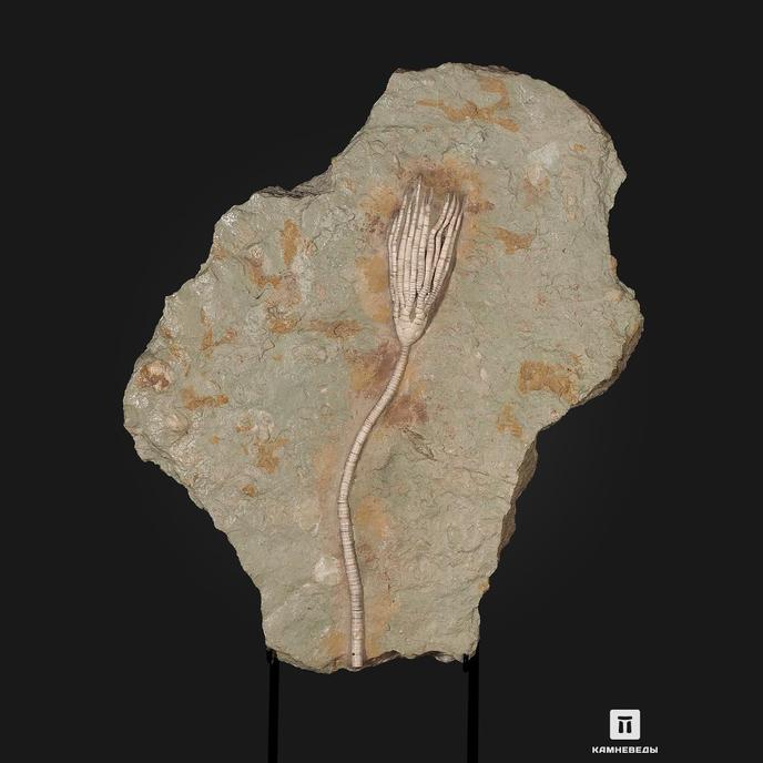 Ископаемая морская лилия Moscovicrinus sp., на подставке