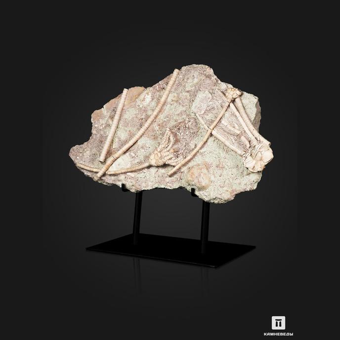 Ископаемые морские лилии, 31х19,5х4,5 см