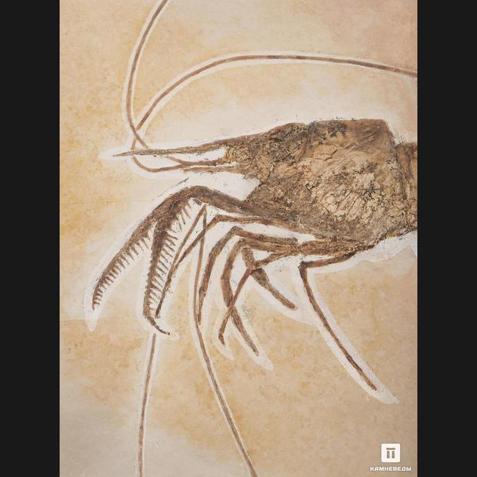 Креветка Aeger elegans, 30х25,5х0,7 см