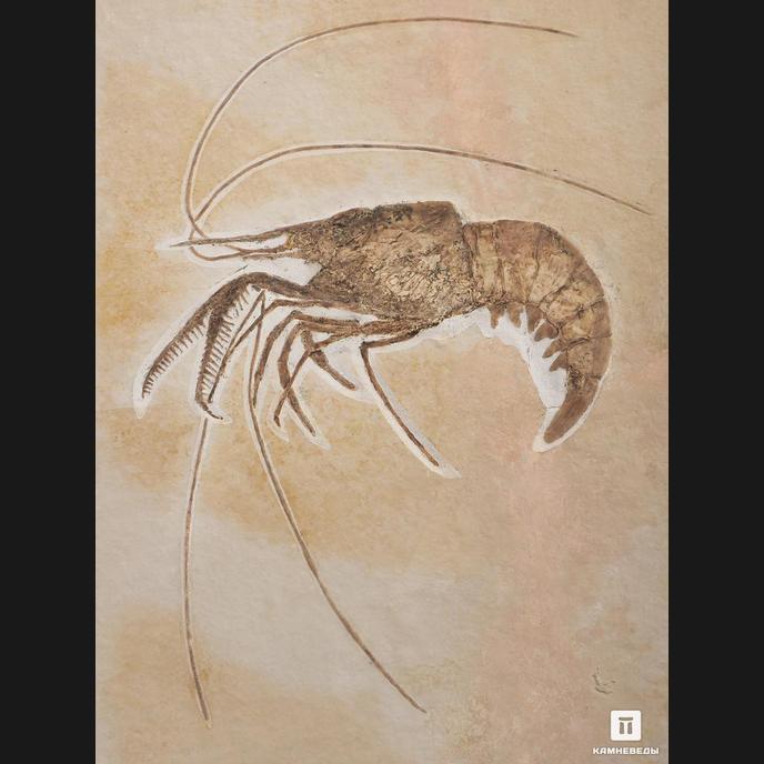 Креветка Aeger elegans, 30х25,5х0,7 см
