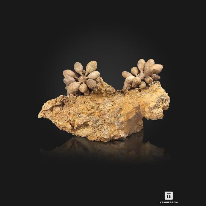 Морской ёж Pseudocidaris Mammosa на породе
