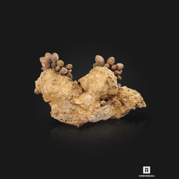 Морской ёж Pseudocidaris Mammosa на породе