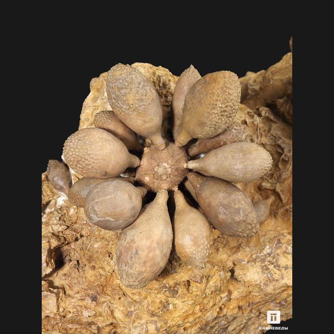 Морской ёж Pseudocidaris Mammosa на породе