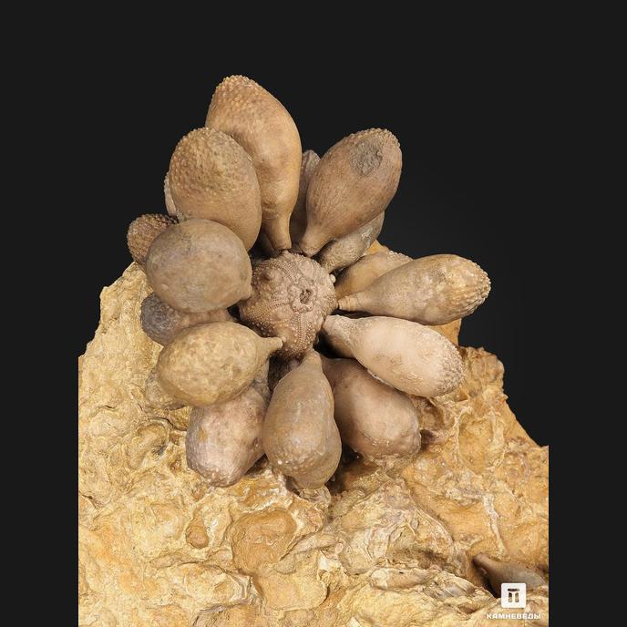 Морской ёж Pseudocidaris Mammosa на породе