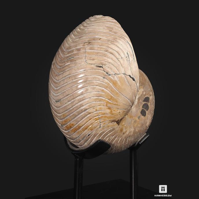 Наутилус Cymatoceras sakalavum полированный, 16,4х11,5х1