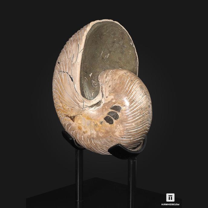 Наутилус Cymatoceras sakalavum полированный, 16,4х11,5х1