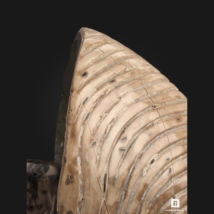 Наутилус Cymatoceras sakalavum полированный, 16,4х11,5х1