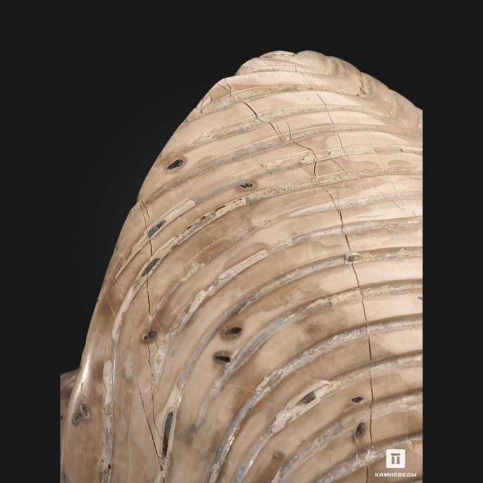 Наутилус Cymatoceras sakalavum полированный, 16,4х11,5х1