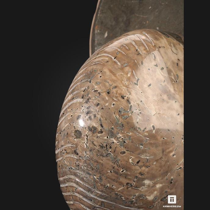 Наутилус Cymatoceras sakalavum полированный, 16,4х11,5х1