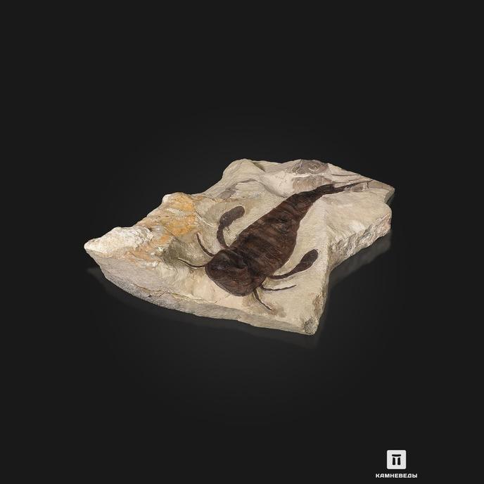Ракоскорпион Balteurypterus tetragonophtalmus