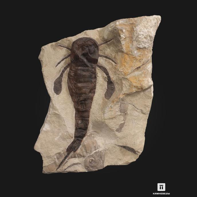Ракоскорпион Balteurypterus tetragonophtalmus