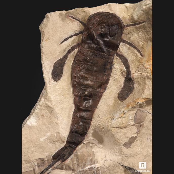 Ракоскорпион Balteurypterus tetragonophtalmus