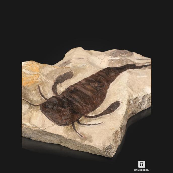 Ракоскорпион Balteurypterus tetragonophtalmus