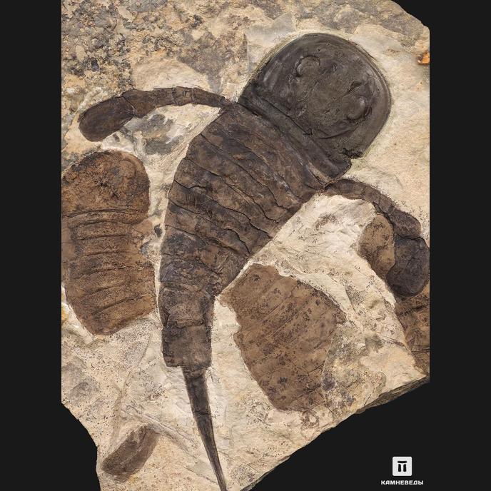 Ракоскорпион Balteurypterus tetragonophtalmus