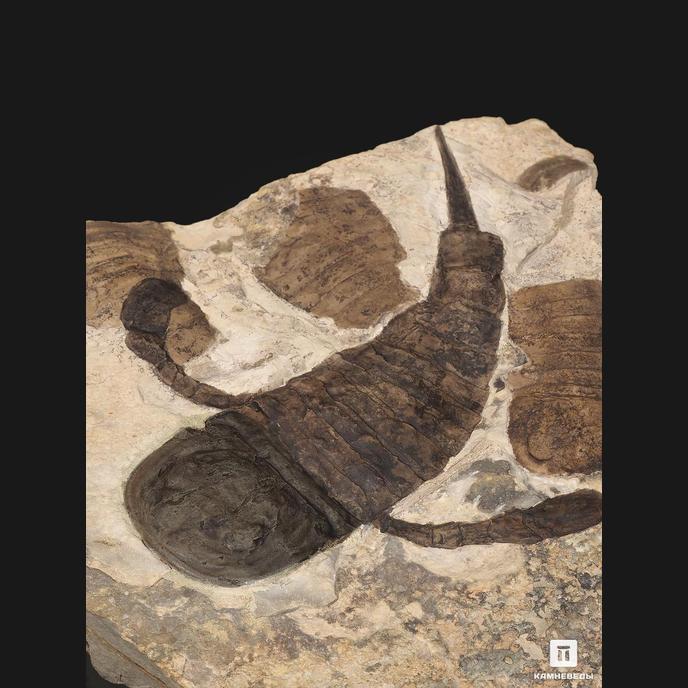 Ракоскорпион Balteurypterus tetragonophtalmus