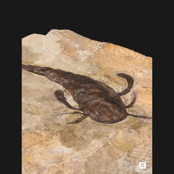 Ракоскорпион Balteurypterus tetragonophtalmus, 21х18х2,5
