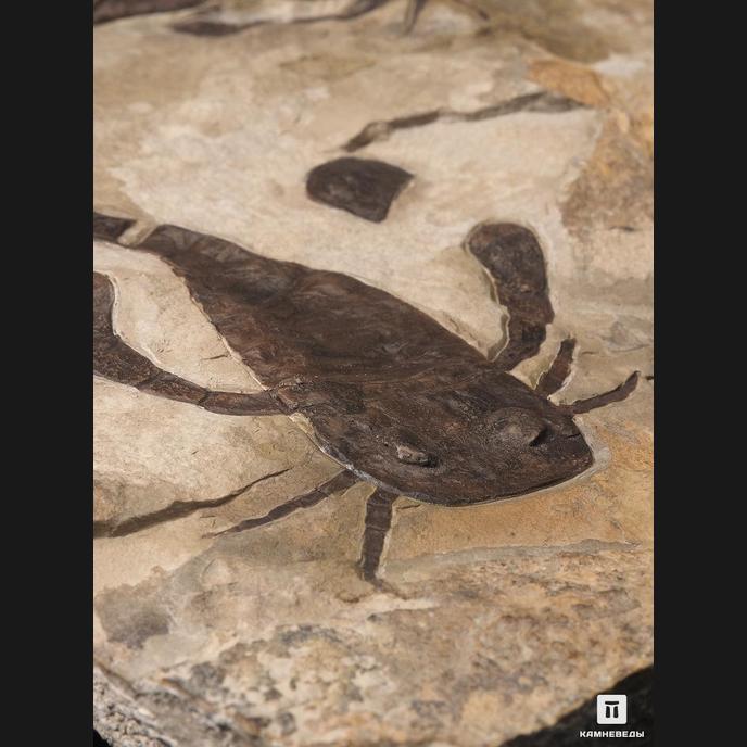 Ракоскорпион Balteurypterus tetragonophtalmus, 21х18х2,5