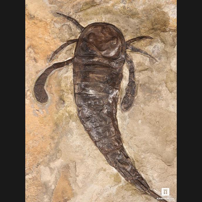 Ракоскорпион Balteurypterus tetragonophtalmus, 21х18х2,5