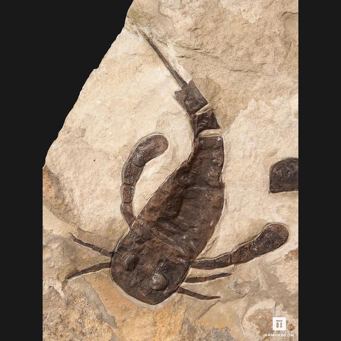 Ракоскорпион Balteurypterus tetragonophtalmus, 21х18х2,5