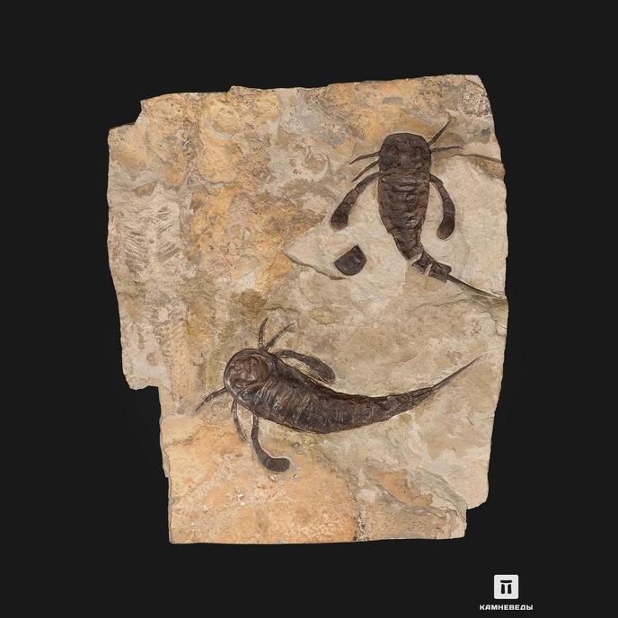 Ракоскорпион Balteurypterus tetragonophtalmus, 21х18х2,5