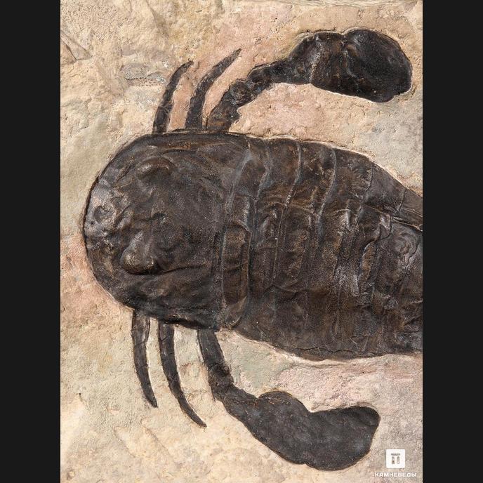 Ракоскорпион Balteurypterus tetragonophtalmus