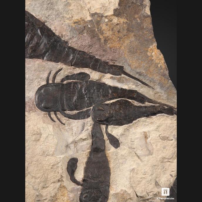Ракоскорпион Balteurypterus tetragonophtalmus