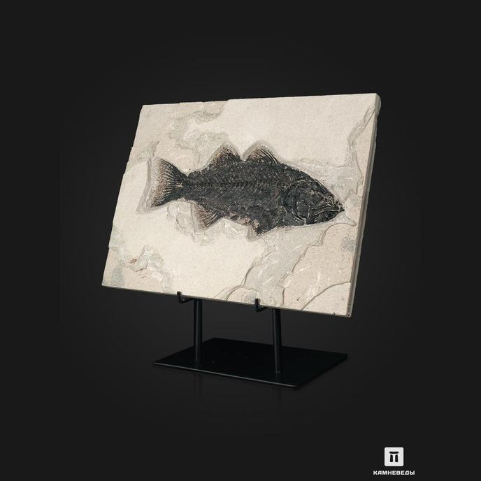 Рыба Mioplosus labracoides, 35,5х26х1,8 см