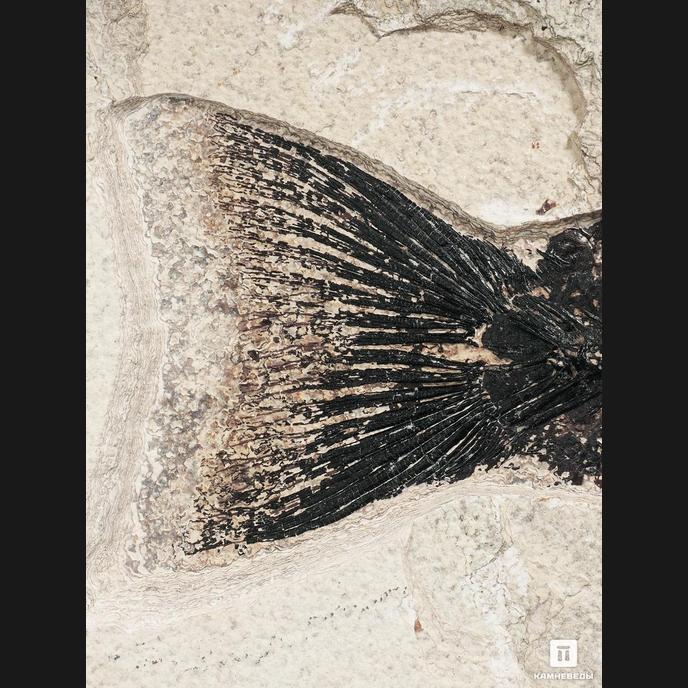 Рыба Mioplosus labracoides, 35,5х26х1,8 см