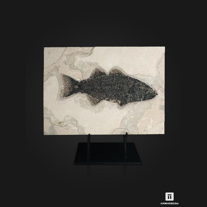 Рыба Mioplosus labracoides, 35,5х26х1,8 см
