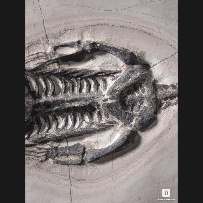 Скелет кейхозавра (Keichousaur hui), 30х22,5х1,3 см
