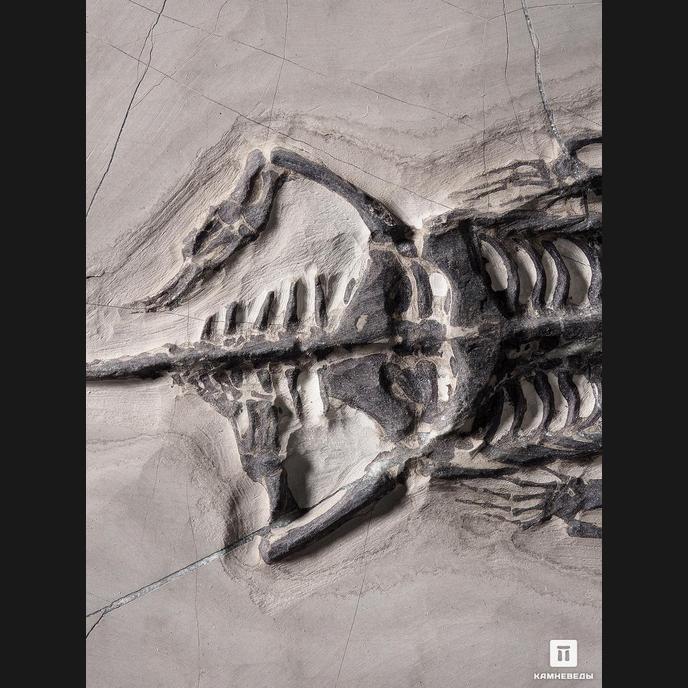 Скелет кейхозавра (Keichousaur hui), 30х22,5х1,3 см