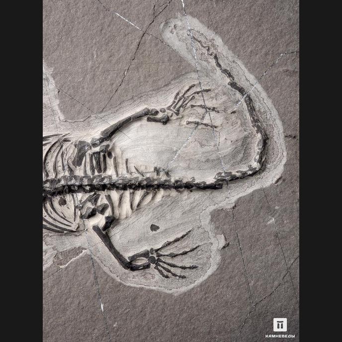 Скелет кейхозавра (Keichousaur hui), 31х23х1,3 см